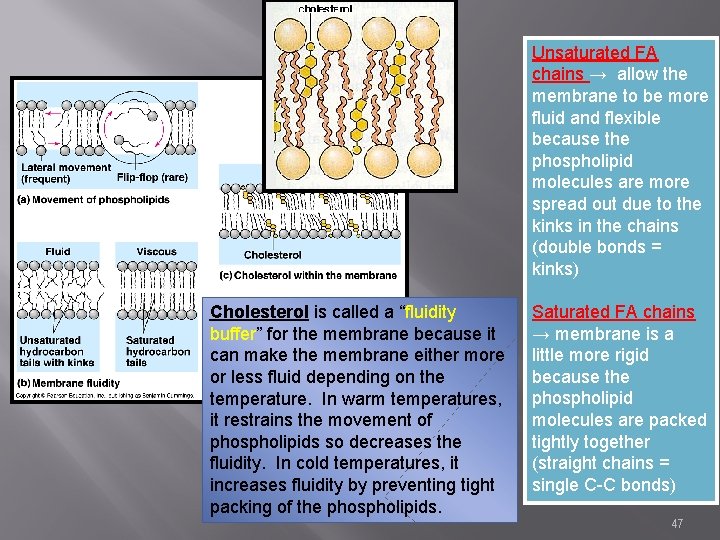 Unsaturated FA chains → allow the membrane to be more fluid and flexible because