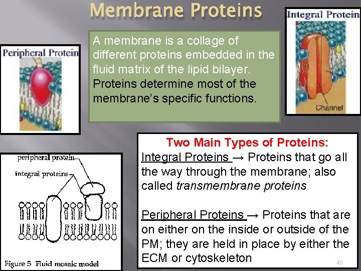 Membrane Proteins A membrane is a collage of different proteins embedded in the fluid