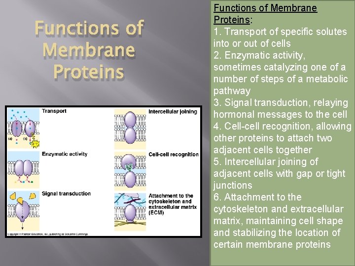 Functions of Membrane Proteins: 1. Transport of specific solutes into or out of cells