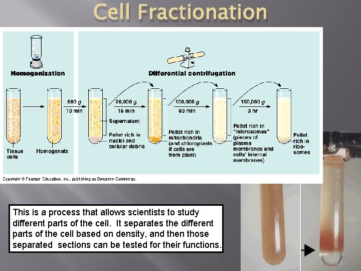 Cell Fractionation This is a process that allows scientists to study different parts of