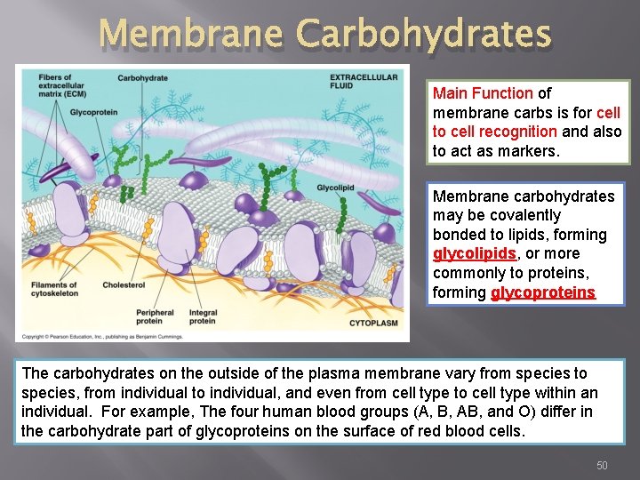 Membrane Carbohydrates Main Function of membrane carbs is for cell to cell recognition and