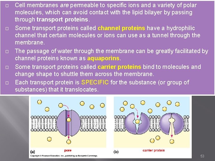 � � � Cell membranes are permeable to specific ions and a variety of
