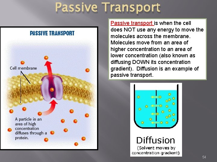Passive Transport Passive transport is when the cell does NOT use any energy to