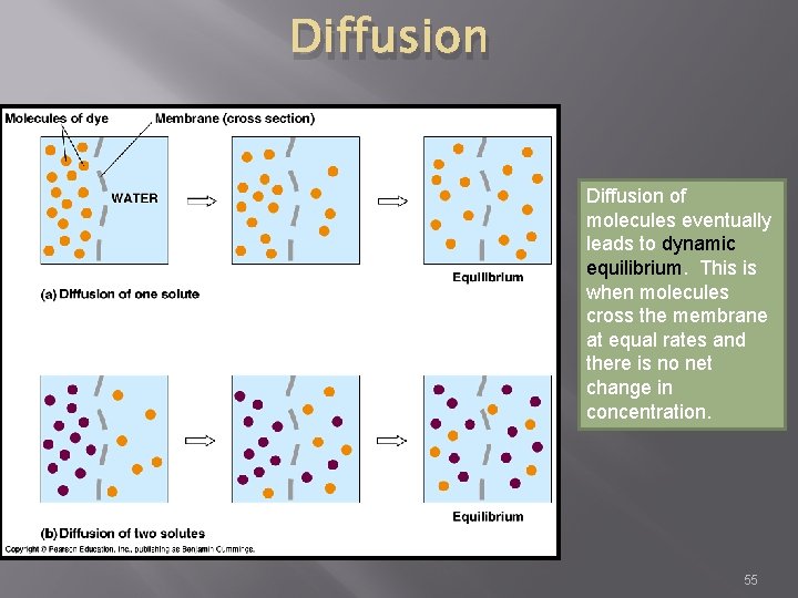Diffusion of molecules eventually leads to dynamic equilibrium. This is when molecules cross the