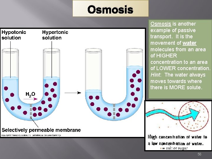 Osmosis is another example of passive transport. It is the movement of water molecules