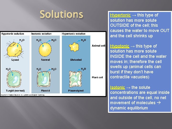 Solutions Hypertonic → this type of solution has more solute OUTSIDE of the cell;