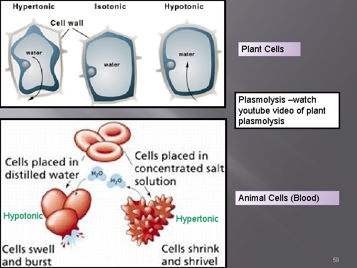 Plant Cells Plasmolysis –watch youtube video of plant plasmolysis Animal Cells (Blood) Hypotonic Hypertonic