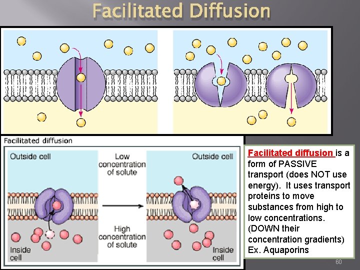 Facilitated Diffusion Facilitated diffusion is a form of PASSIVE transport (does NOT use energy).
