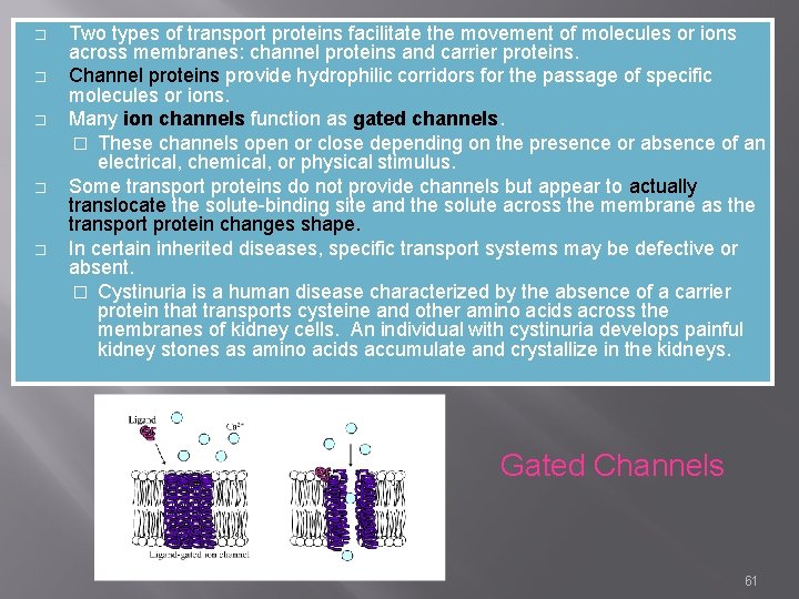 � � � Two types of transport proteins facilitate the movement of molecules or