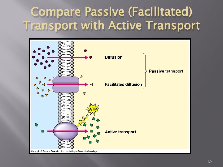 Compare Passive (Facilitated) Transport with Active Transport 62 