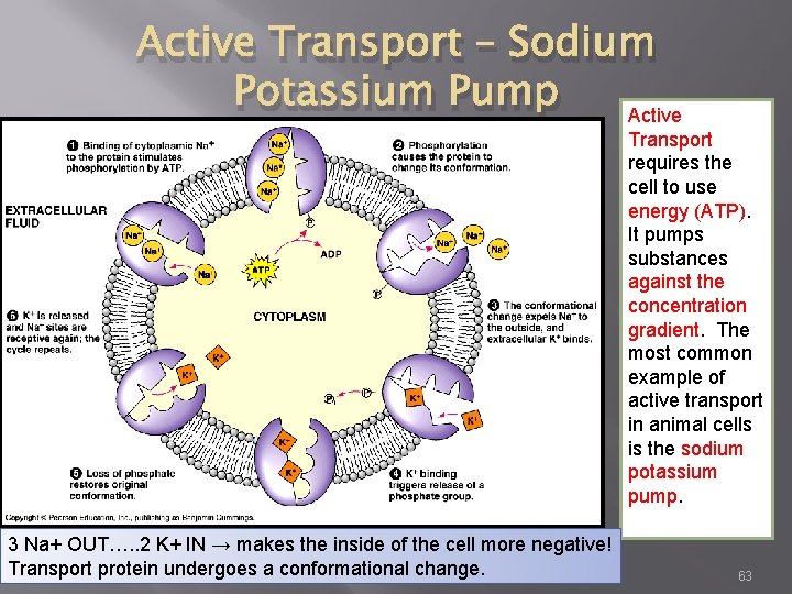 Active Transport – Sodium Potassium Pump Active Transport requires the cell to use energy