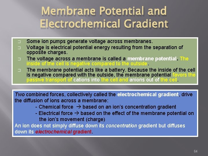 Membrane Potential and Electrochemical Gradient � � Some ion pumps generate voltage across membranes.