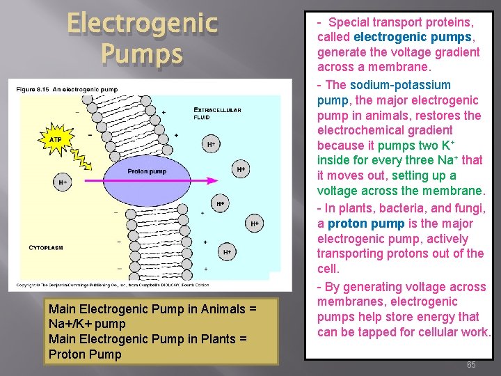 Electrogenic Pumps Main Electrogenic Pump in Animals = Na+/K+ pump Main Electrogenic Pump in