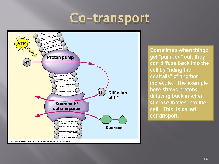 Co-transport Sometimes when things get “pumped” out, they can diffuse back into the cell
