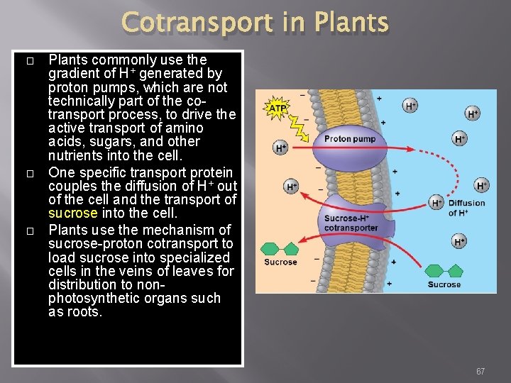Cotransport in Plants � � � Plants commonly use the gradient of H+ generated