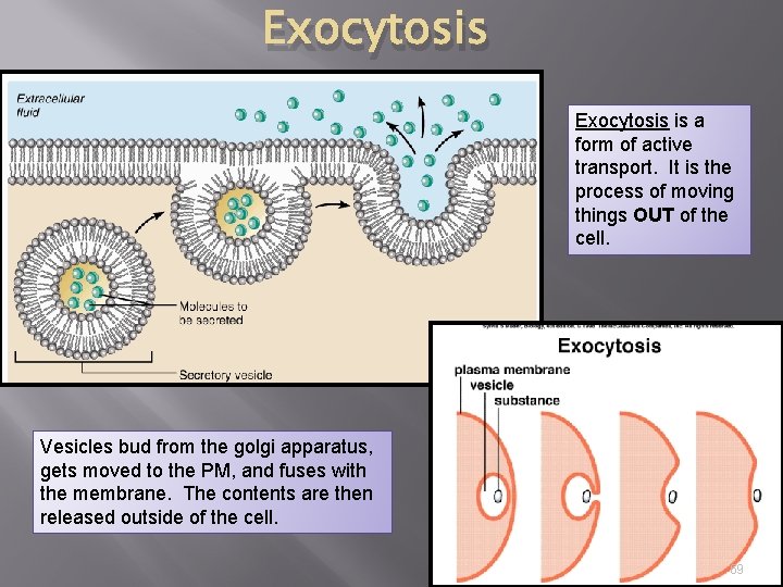 Exocytosis is a form of active transport. It is the process of moving things