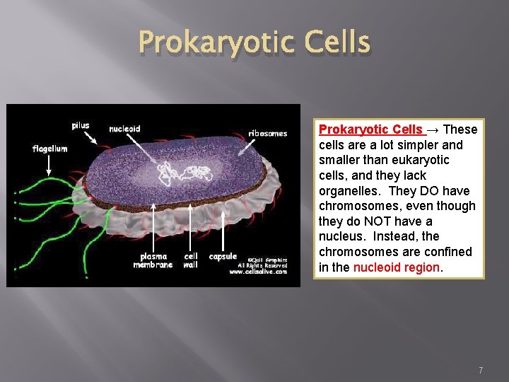 Prokaryotic Cells → These cells are a lot simpler and smaller than eukaryotic cells,