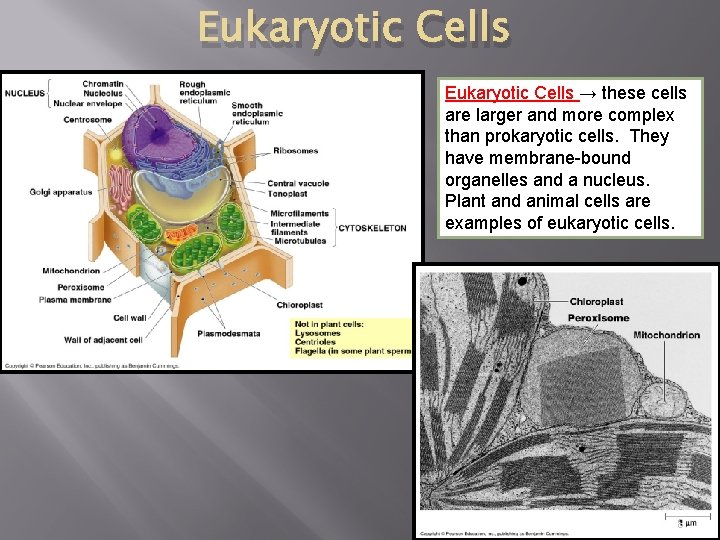 Eukaryotic Cells → these cells are larger and more complex than prokaryotic cells. They