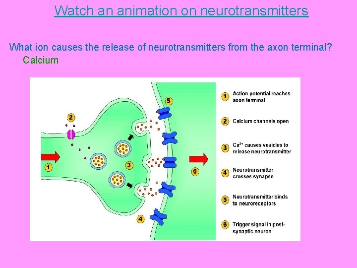 Watch an animation on neurotransmitters What ion causes the release of neurotransmitters from the