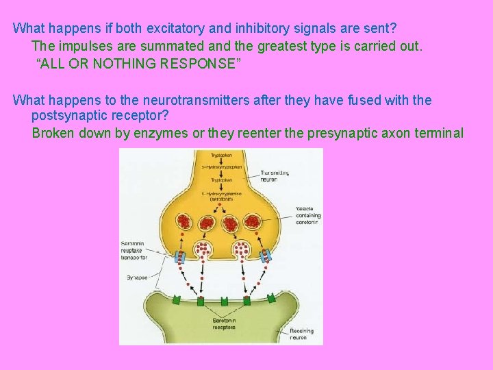 What happens if both excitatory and inhibitory signals are sent? The impulses are summated