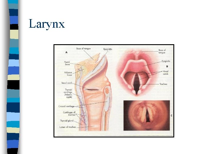 Larynx Larynx