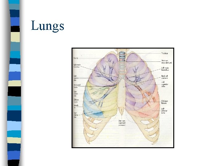 Lungs Lungs