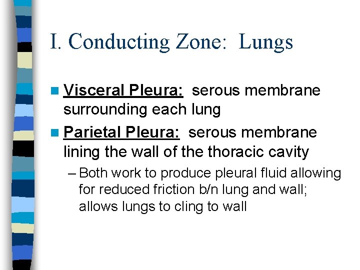 I. Conducting Zone: Lungs n Visceral Pleura: serous membrane surrounding each lung n Parietal I. Conducting Zone: Lungs n Visceral Pleura: serous membrane surrounding each lung n Parietal