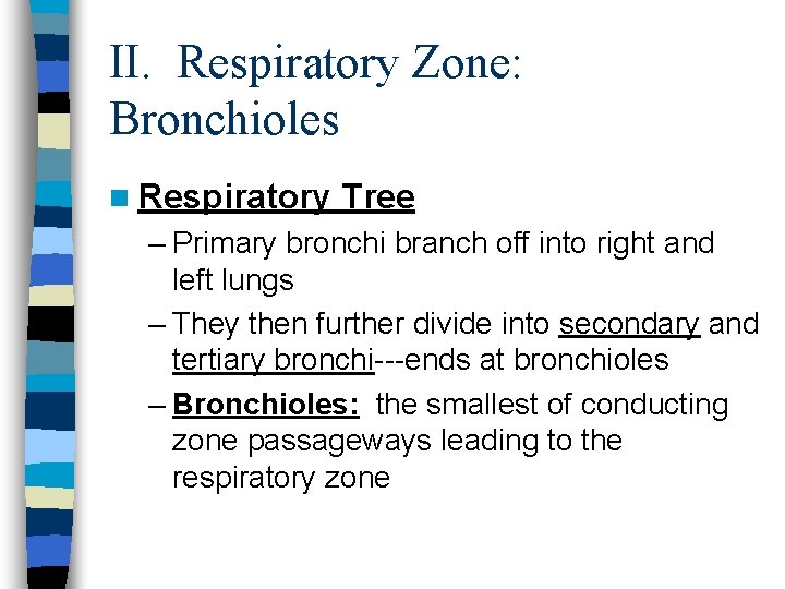 II. Respiratory Zone: Bronchioles n Respiratory Tree – Primary bronchi branch off into right II. Respiratory Zone: Bronchioles n Respiratory Tree – Primary bronchi branch off into right