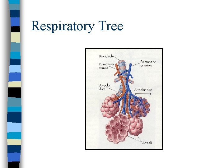 Respiratory Tree Respiratory Tree