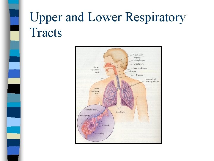 Upper and Lower Respiratory Tracts Upper and Lower Respiratory Tracts
