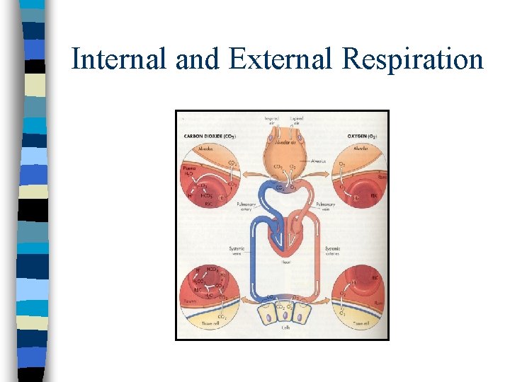 Internal and External Respiration Internal and External Respiration