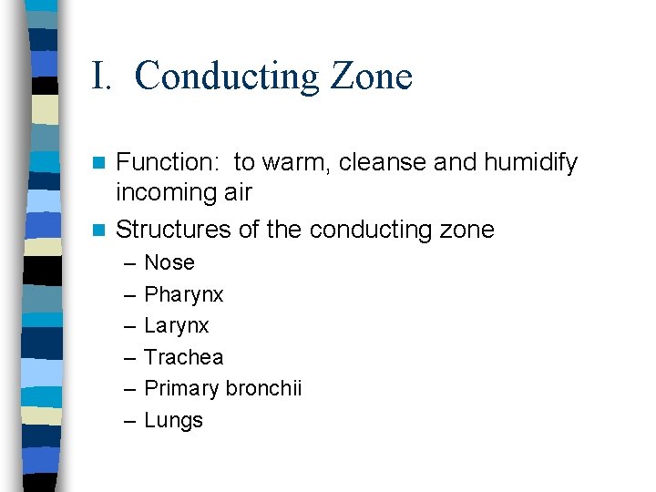 I. Conducting Zone Function: to warm, cleanse and humidify incoming air n Structures of