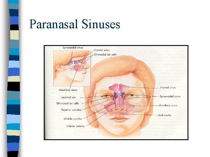 Paranasal Sinuses 