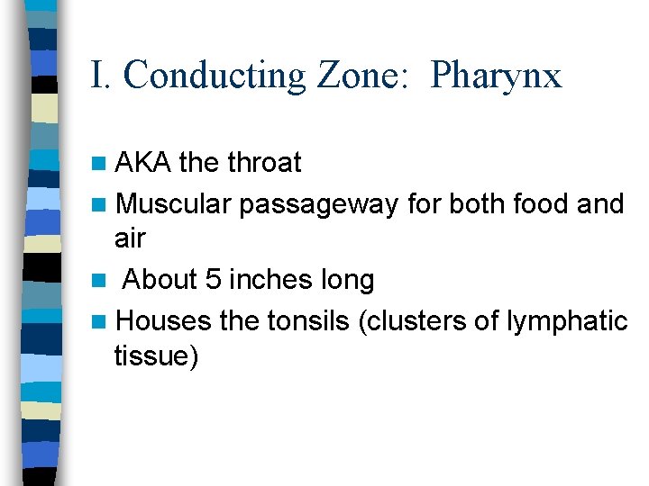 I. Conducting Zone: Pharynx n AKA the throat n Muscular passageway for both food I. Conducting Zone: Pharynx n AKA the throat n Muscular passageway for both food