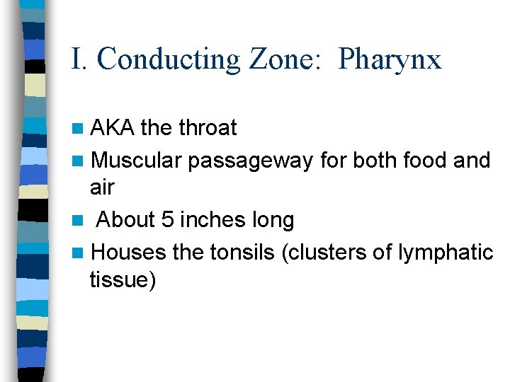 I. Conducting Zone: Pharynx n AKA the throat n Muscular passageway for both food