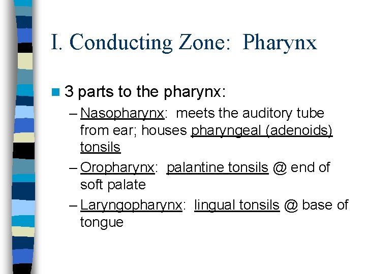 I. Conducting Zone: Pharynx n 3 parts to the pharynx: – Nasopharynx: meets the