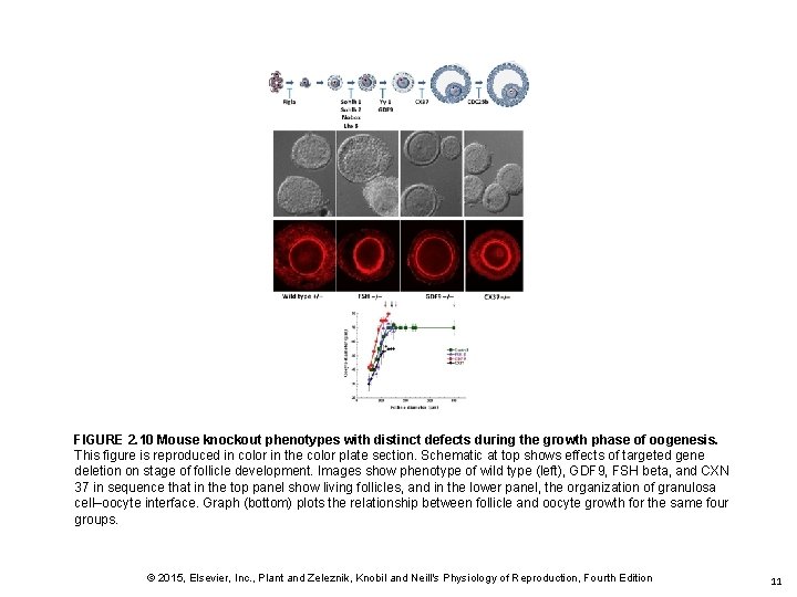 FIGURE 2. 10 Mouse knockout phenotypes with distinct defects during the growth phase of