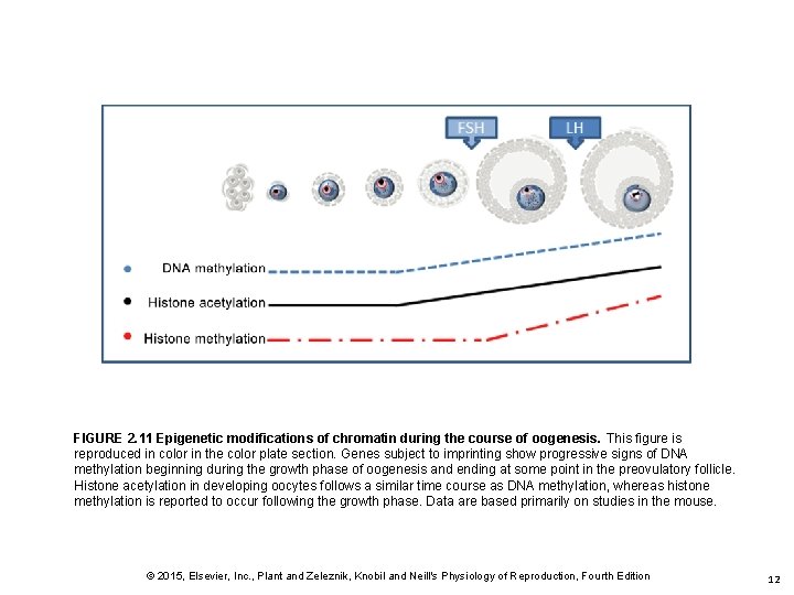 FIGURE 2. 11 Epigenetic modifications of chromatin during the course of oogenesis. This figure