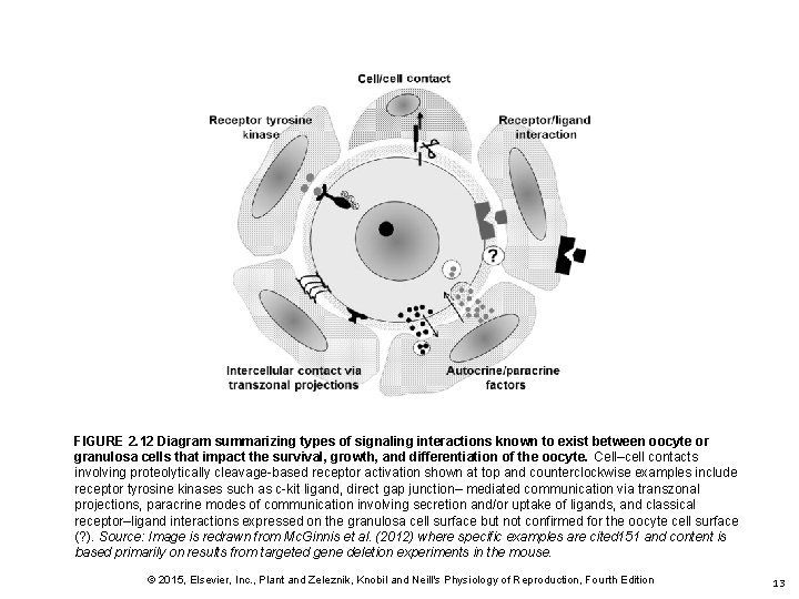 FIGURE 2. 12 Diagram summarizing types of signaling interactions known to exist between oocyte