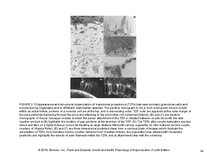 FIGURE 2. 13 Appearance and structural organization of transzonal projections (TZPs) between somatic granulosa