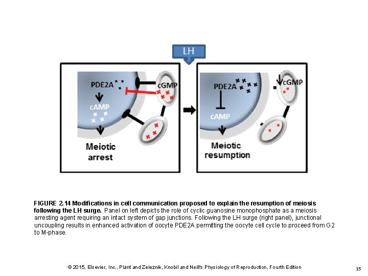 FIGURE 2. 14 Modifications in cell communication proposed to explain the resumption of meiosis