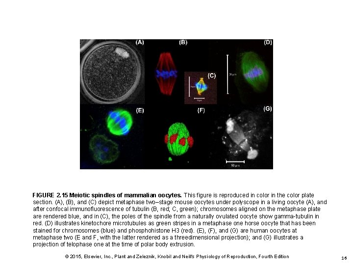 FIGURE 2. 15 Meiotic spindles of mammalian oocytes. This figure is reproduced in color