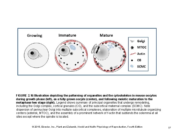 FIGURE 2. 16 Illustration depicting the patterning of organelles and the cytoskeleton in mouse