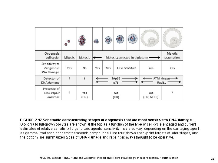 FIGURE 2. 17 Schematic demonstrating stages of oogenesis that are most sensitive to DNA