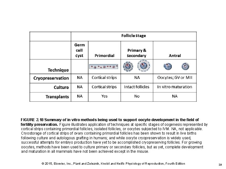 FIGURE 2. 18 Summary of in vitro methods being used to support oocyte development