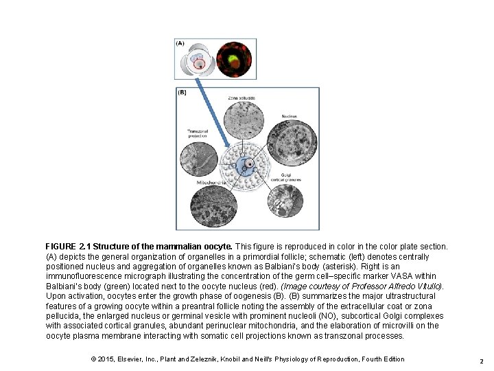 FIGURE 2. 1 Structure of the mammalian oocyte. This figure is reproduced in color