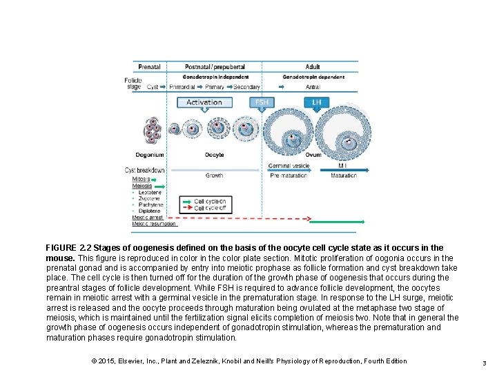 FIGURE 2. 2 Stages of oogenesis defined on the basis of the oocyte cell