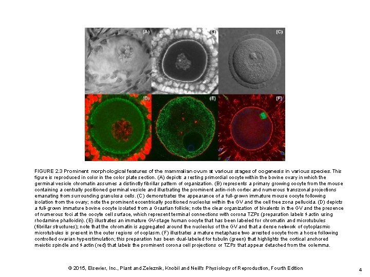 FIGURE 2. 3 Prominent morphological features of the mammalian ovum at various stages of