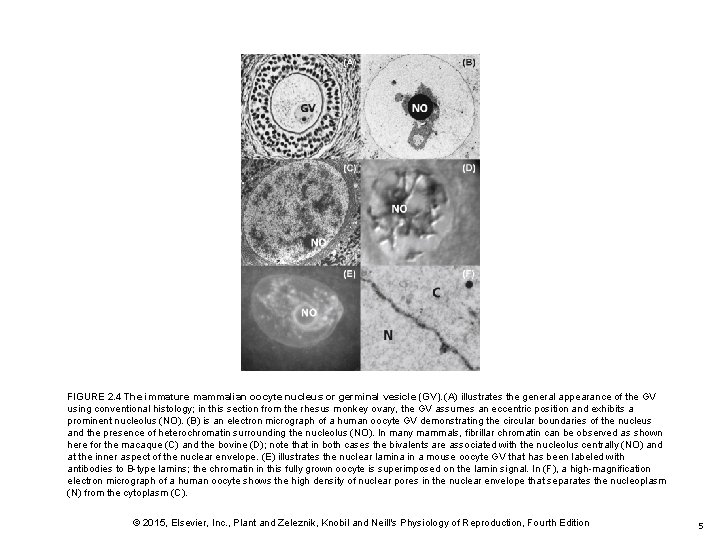 FIGURE 2. 4 The immature mammalian oocyte nucleus or germinal vesicle (GV). (A) illustrates