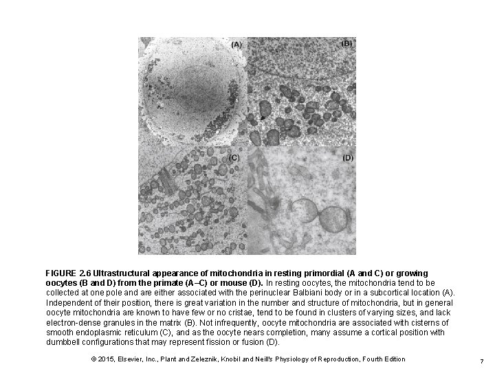 FIGURE 2. 6 Ultrastructural appearance of mitochondria in resting primordial (A and C) or